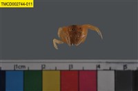 藏品(短指和尚蟹)的圖片